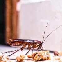 Forminex® Ungezieferköderdose gegen Schaben 2...