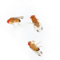 Naturid® Fruchtfliegenfalle 2 × 15 ml –...