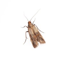 Trichterfalle Basis weiss  | 1Stück